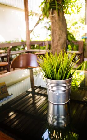 green grass in the silver canの写真素材