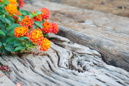 lantana flower on wood groundの写真素材