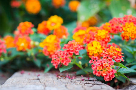 lantana flower on wood groundの写真素材