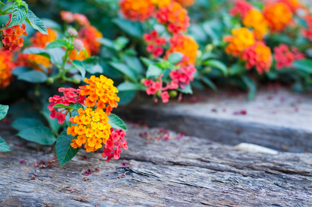 lantana flower on wood groundの写真素材