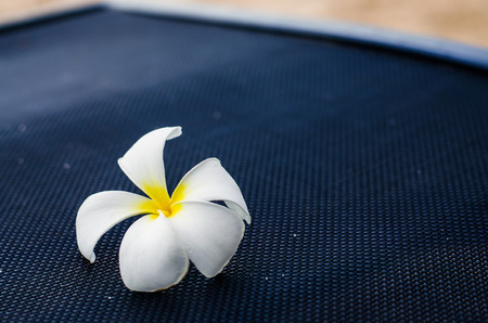 white flower on beach chairの写真素材