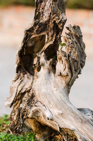 close up of tree barkの写真素材