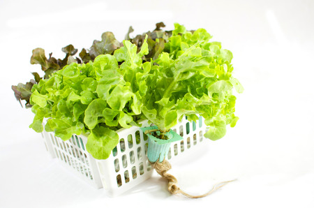 salad and salad cream on white backgroundの写真素材