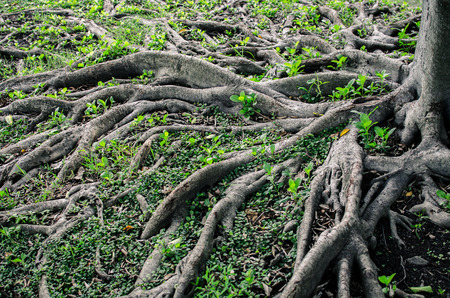 tree root with green glassの写真素材