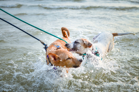 thai dogs enjoy playing on beach with ownerの写真素材