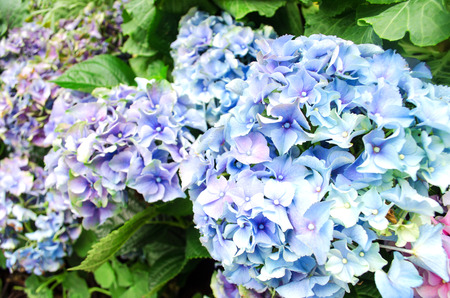 closeup of colorful hydrangea