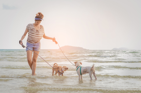 thai dogs enjoy playing on beach with ownerの写真素材