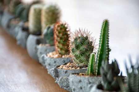 small cactus in mini pot on wooden tableの写真素材