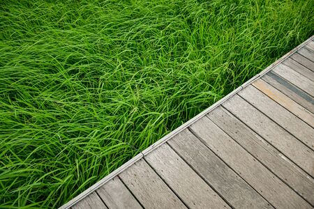 rice field against against wood walkpath