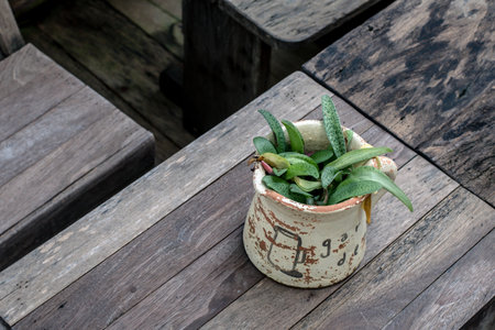 small plant in white baked clay potの写真素材
