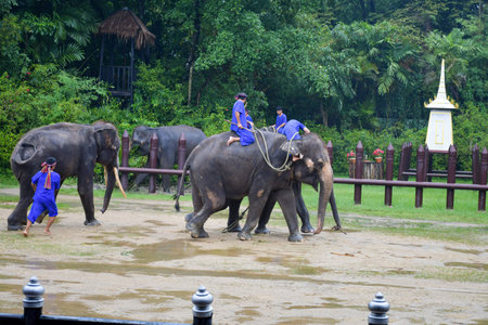 NAKORNPRATHOM/  THAILAND : October 6, 2022 : photo of elephant show at Samphran elephant ground & zoo, showing how people used to catch wild elephant in the pastのeditorial素材