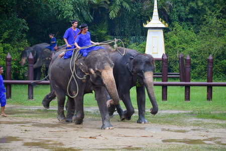 NAKORNPRATHOM/  THAILAND : October 6, 2022 : photo of elephant show at Samphran elephant ground & zoo, showing how people used to catch wild elephant in the pastのeditorial素材