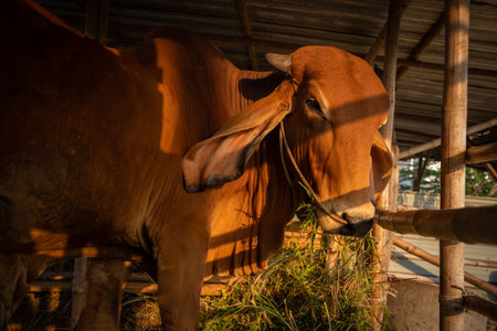 close up shot of young cow eating grass in countryside of thailand