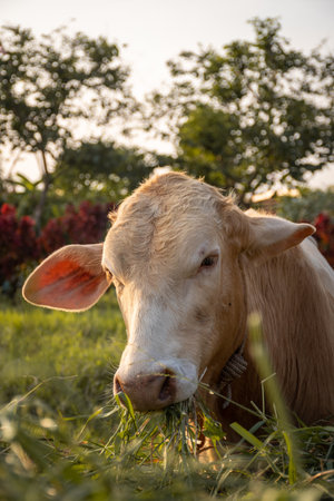 close up shot of young cow eating grass in countryside of thailandの写真素材