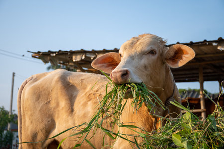 close up shot of young cow eating grass in countryside of thailandの写真素材