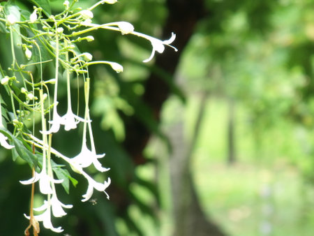 white flowerの写真素材