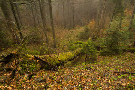 deep forestの写真素材