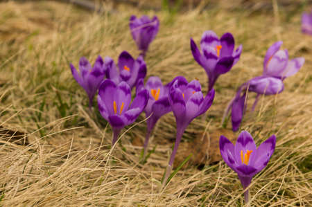 Purple crocus flowers on the meadow
