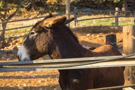 Donkey at corralの写真素材