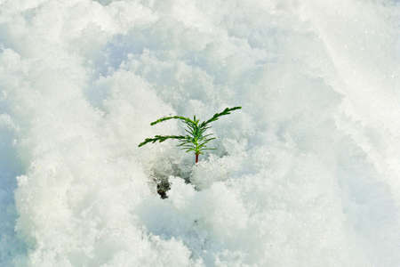 spring greenery sprout melting snowの写真素材