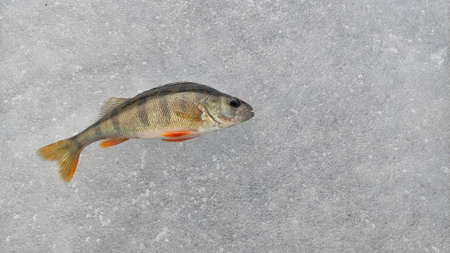 wildlife fish perch winter fishing ice background texture with space for text