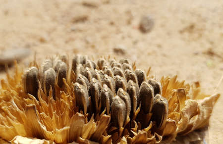 A close-up shot of dried sunflower seedsの写真素材