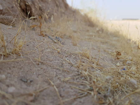 dry grass  in the desert of Karbala city, Iraqの写真素材