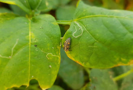 beautiful worm on a green leafの写真素材