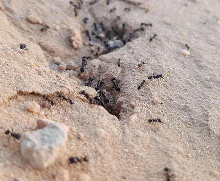 groups of ants entering their hole in the desertの写真素材