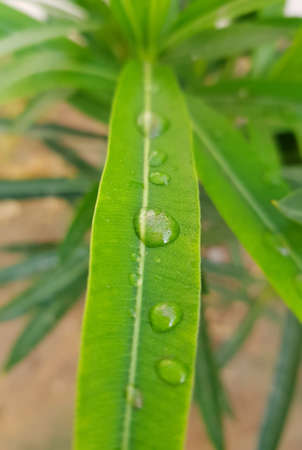 Dew drops on the leaves after a rainy day