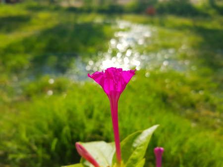 beautiful flower in a green meadowの写真素材