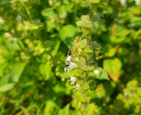 beautiful dragonfly rest on a flower branchの写真素材