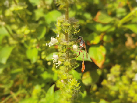 beautiful dragonfly rest on a flower branchの写真素材