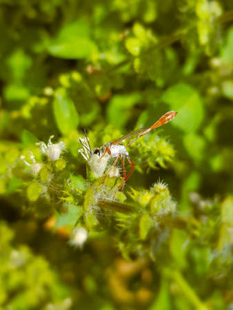 beautiful dragonfly rest on a flower branch