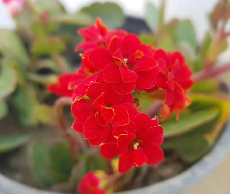 beautiful flower in a green meadowの写真素材