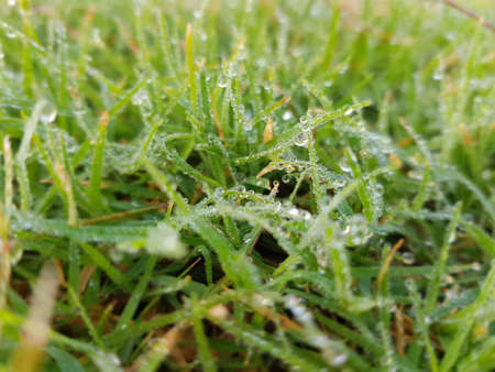 Dew drops on the leaves after a rainy dayの写真素材