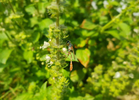 beautiful dragonfly rest on a flower branchの写真素材