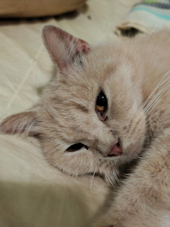 Cat lying on the sofa and looking at the camera