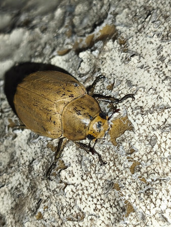 Beetle on the wall.
