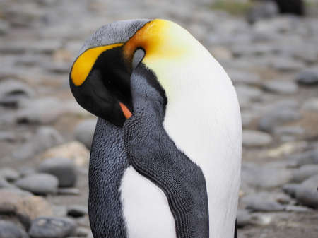 King Penguins in Salisbury Plain in South Georgia Antarctica