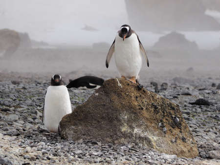 Adelie penguins on rock in Antarcticaの写真素材