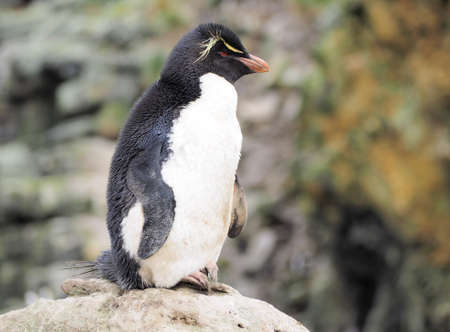 Rockhopper penguin on rock on Falklandsの写真素材