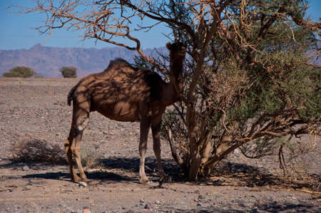 Camel close to the Highway in Saudi Arabiaの写真素材