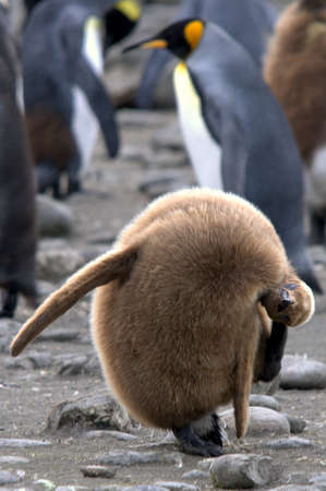King penguins in South Georgia Antarcticaの写真素材