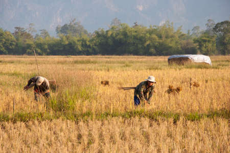 Farmers working on their paddy fields early morning in Laosの写真素材