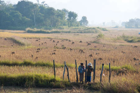 Farmers working on their paddy fields early morning in Laosの写真素材