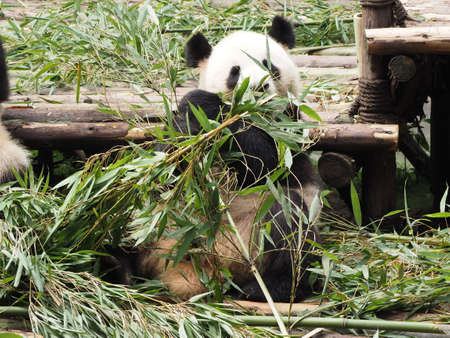 Giant Panda in breeding research base in Chengdu Sichuan province Chinaの写真素材