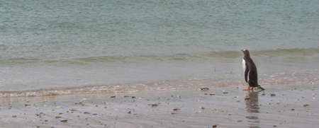 Single gentoo penguin at beach on Falkland Islands looking longingly at the oceanの写真素材