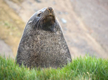 Antarctic fur seal laying on rocky beach in South Georgia Antarcticaの写真素材