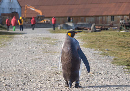 Single king penguin in front of old rusting boilers, factory buildings and whale oil storage tanks at the abandoned whaling station in Grytviken, South Georgia Islandの写真素材
